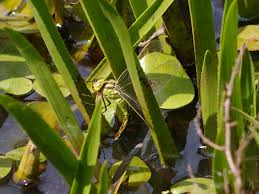 Attēlu rezultāti vaicājumam “Aeshna viridis”