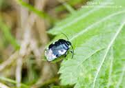 Attēlu rezultāti vaicājumam “Tritomegas bicolor”