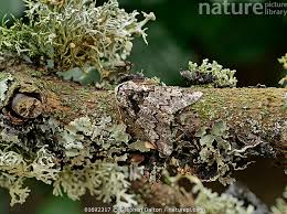 Attēlu rezultāti vaicājumam “Biston strataria”