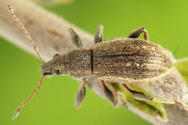 Attēlu rezultāti vaicājumam “Polydrusus tereticollis”