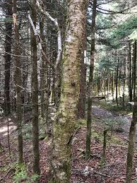 Attēlu rezultāti vaicājumam “Metzgeria violacea”