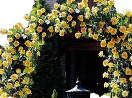 Image result for Helichrysum subulifolium