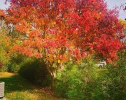 Attēlu rezultāti vaicājumam “Sorbus alnifolia”