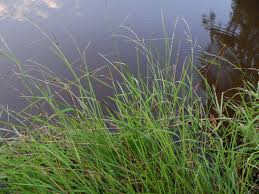 Attēlu rezultāti vaicājumam “Glyceria fluitans”