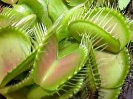 Attēlu rezultāti vaicājumam “Droseraceae”