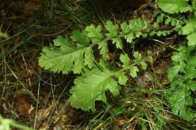 Attēlu rezultāti vaicājumam “Senecio vernalis leaf”