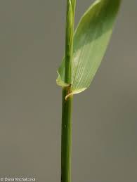 Attēlu rezultāti vaicājumam “Festuca gigantea”
