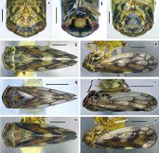 Attēlu rezultāti vaicājumam “Oncopsis sp.”