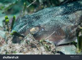 Image result for Haploblepharus pictus