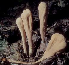 Attēlu rezultāti vaicājumam “Clavariadelphus pistillaris”