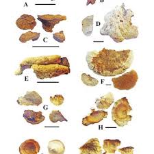 Attēlu rezultāti vaicājumam “Antrodiella serpula”