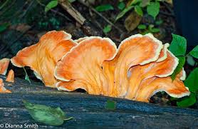 Attēlu rezultāti vaicājumam “Laetiporus sulphureus”