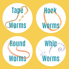 Image result for cestoda excrement dog