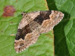 Attēlu rezultāti vaicājumam “Xanthorhoe quadrifasiata”