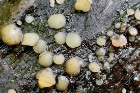 Attēlu rezultāti vaicājumam “Hymenoscyphus imberbis”