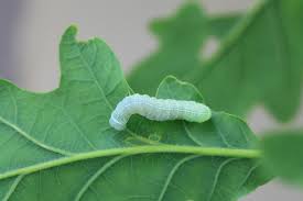 Attēlu rezultāti vaicājumam “Orthosia cerasi”