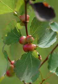 Attēlu rezultāti vaicājumam “Contarinia petioli”