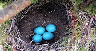 Attēlu rezultāti vaicājumam “Turdus philomelos nest”