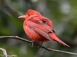 Image result for Piranga rubra