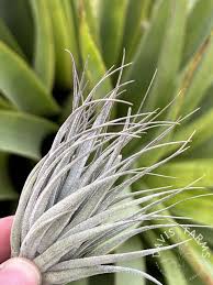 Attēlu rezultāti vaicājumam “Trichia alpina sessile”