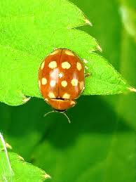 Attēlu rezultāti vaicājumam “Calvia quatuordecimguttata”