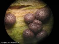 Attēlu rezultāti vaicājumam “Lycogala exiguum aggr. sessile”