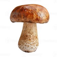 Attēlu rezultāti vaicājumam “Boletus edulis”