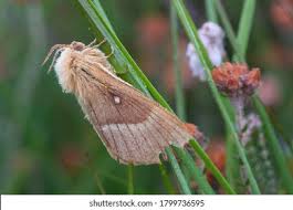 Attēlu rezultāti vaicājumam “Lasiocampa quercus imago”