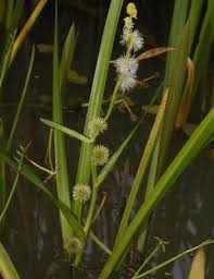 Attēlu rezultāti vaicājumam “Sparganiaceae”
