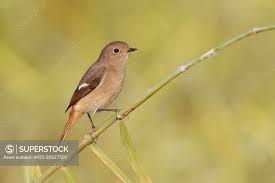 Attēlu rezultāti vaicājumam “Phoenicurus phoenicurus female”