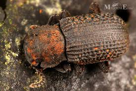 Attēlu rezultāti vaicājumam “Bolitophagus reticulatus”