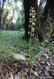 Attēlu rezultāti vaicājumam “Platanthera chlorantha”