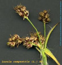 Attēlu rezultāti vaicājumam “Luzula campestris”