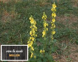 Image result for Verbascum phlomoides