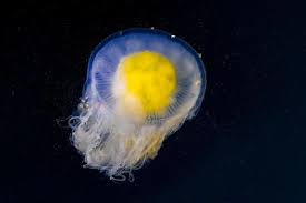 Image result for Phacellophora camtschatica