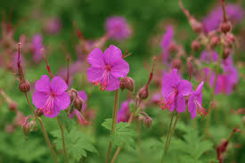 Attēlu rezultāti vaicājumam “Gulielmina vermicularis macro”