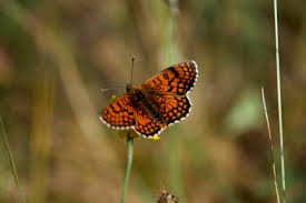Attēlu rezultāti vaicājumam “Melitaea didyma underside”
