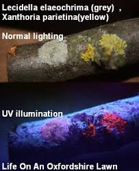 Attēlu rezultāti vaicājumam “Lecidella elaeochroma”