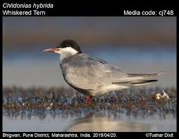 Attēlu rezultāti vaicājumam “Chlidonias hybrida”