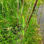 Attēlu rezultāti vaicājumam “Galium verum leaf”