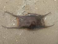 Image result for Raja brachyura