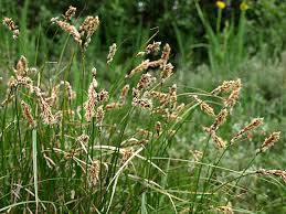 Attēlu rezultāti vaicājumam “Carex disticha”