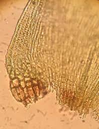 Attēlu rezultāti vaicājumam “Hypnum cupressiforme var. lacunosum sporophyte”