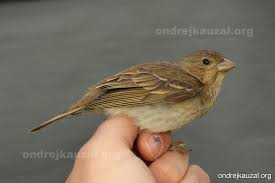 Attēlu rezultāti vaicājumam “Carpodacus erythrinus”