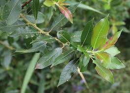 Attēlu rezultāti vaicājumam “Salix myrsinifolia leaf”