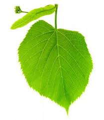 Attēlu rezultāti vaicājumam “Linaria loeselii leaf”