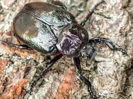 Attēlu rezultāti vaicājumam “Osmoderma barnabita imago”