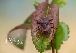 Attēlu rezultāti vaicājumam “Picromerus bidens”