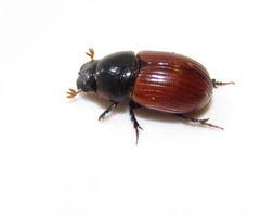 Attēlu rezultāti vaicājumam “Aphodius sp. imago”