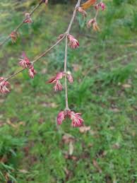 Attēlu rezultāti vaicājumam “Cercidiphyllum japonicum flower”
